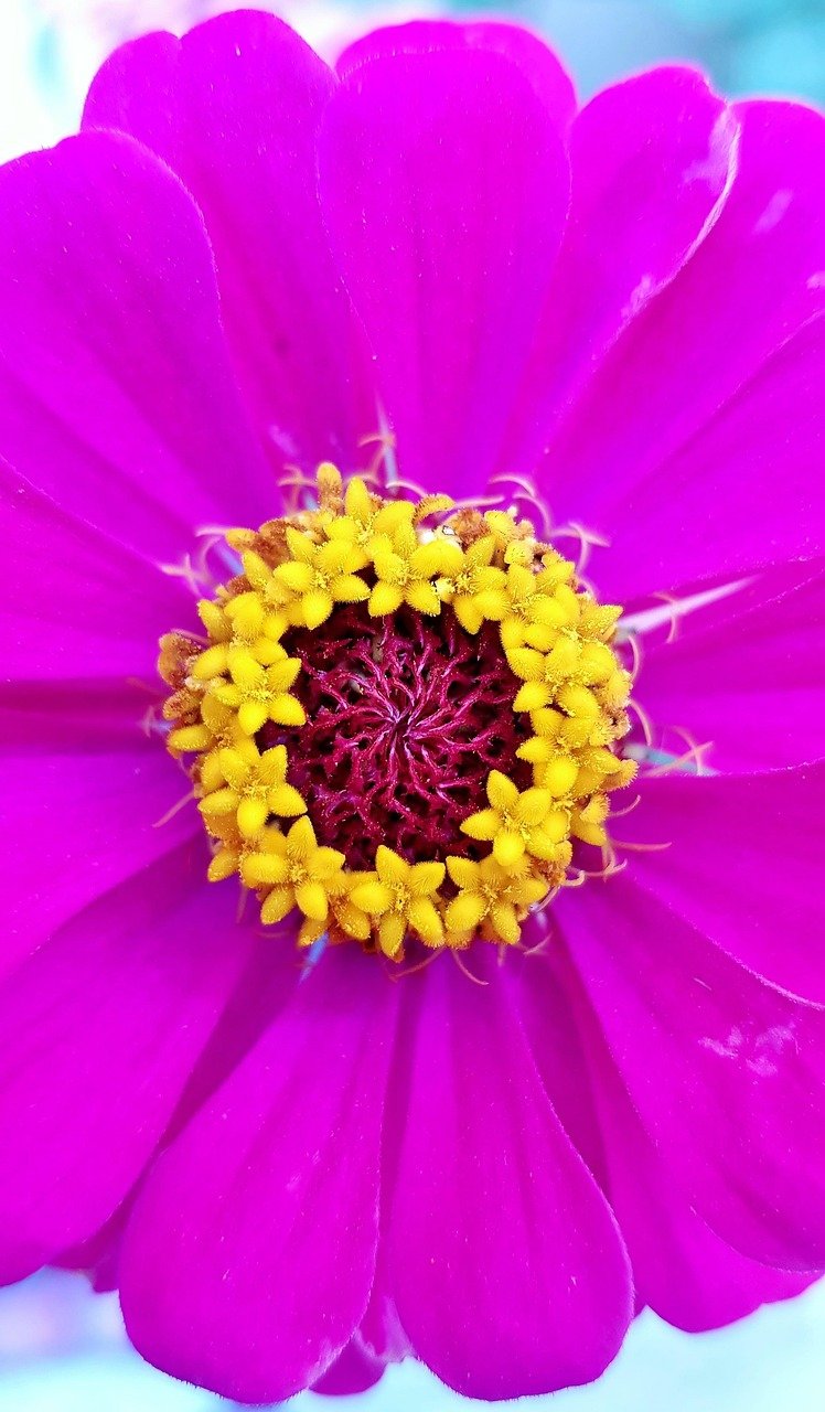 flower, purple flower, bloom, flower wallpaper, amarillo, plant, flower background, beautiful flowers, nature, close up